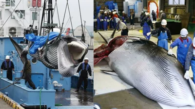 Japan Begins Whaling Season With First Catch
