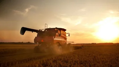 Wheat Harvest Kicks Off in Dhofar's Al Najd Region
