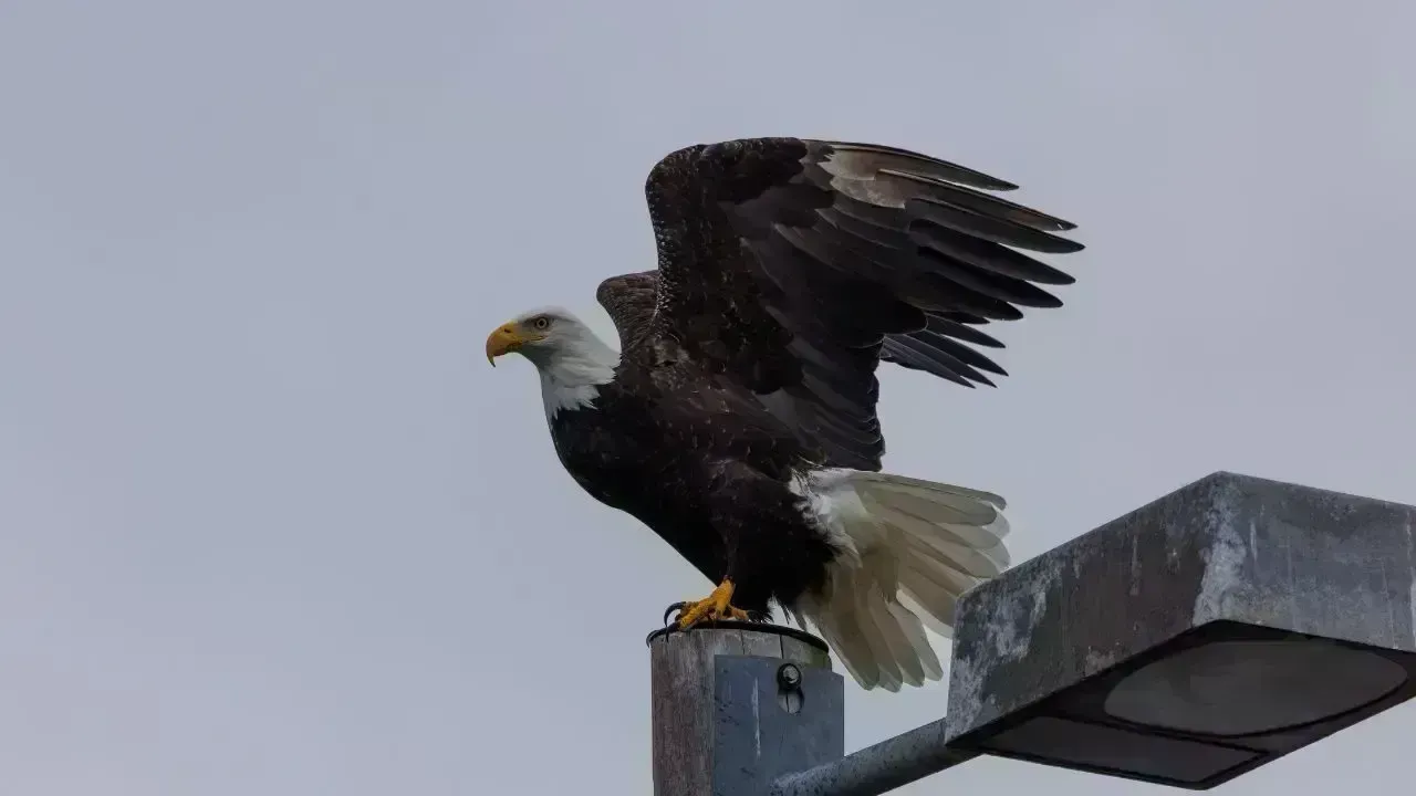 Rescue Operation Saves Bald Eagles From Power Line in Surrey