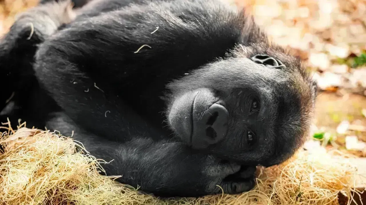 Lonely Gorilla Sparks Debate in Bangkok Zoo