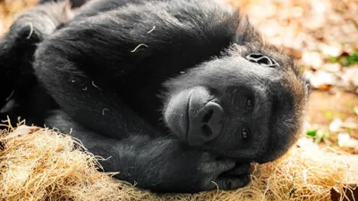 Lonely Gorilla Sparks Debate in Bangkok Zoo