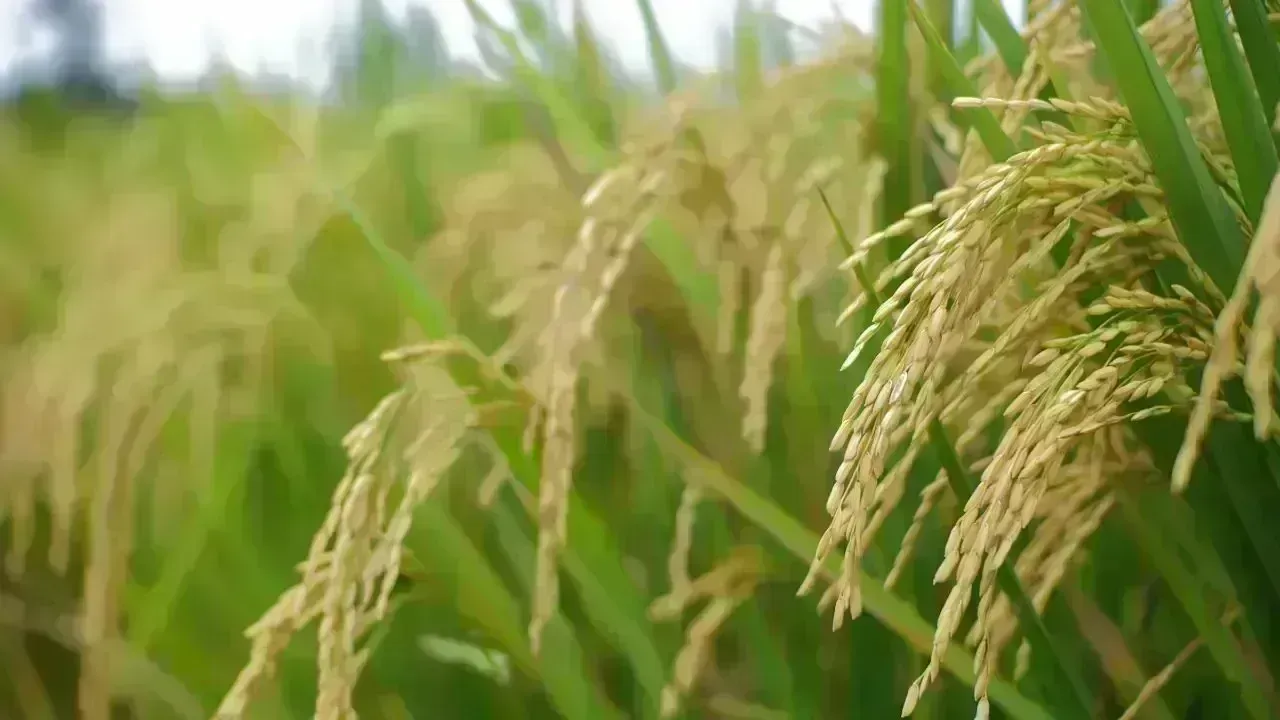 India Rice Exports Stay Strong Amid Conflict