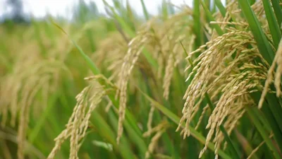 India Rice Exports Stay Strong Amid Conflict