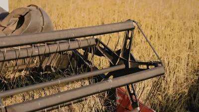 Oman Wheat Harvest Expands in Dhofar Region