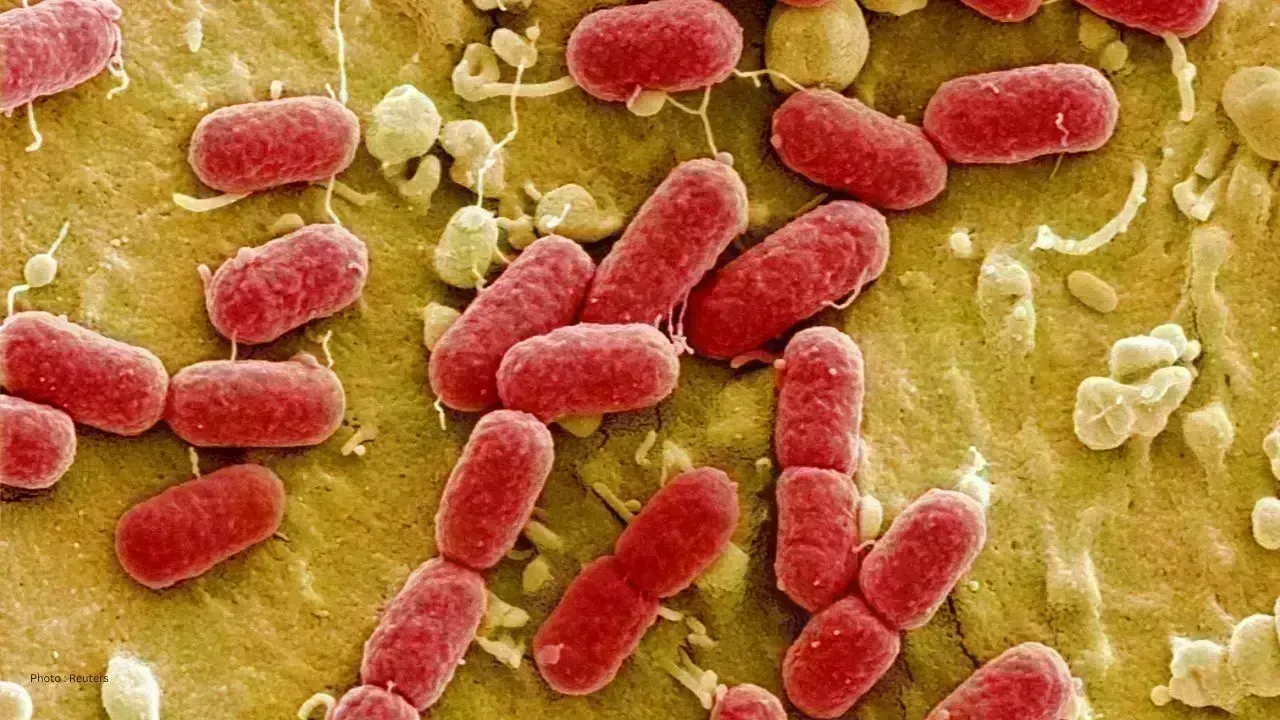 Hamilton Restaurant Salmonella Outbreak Sees Rise in Cases