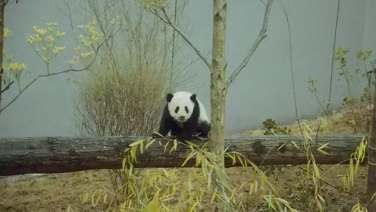China Sends Giant Pandas to Atlanta Again