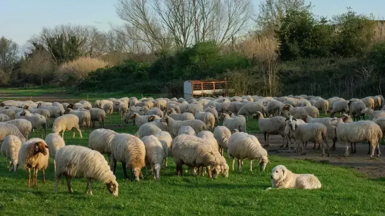 Mary Livestock Farmers Complete Lambing Season