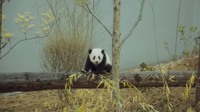 China Sends Giant Pandas to Atlanta Again