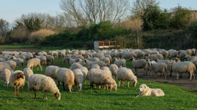 Mary Livestock Farmers Complete Lambing Season
