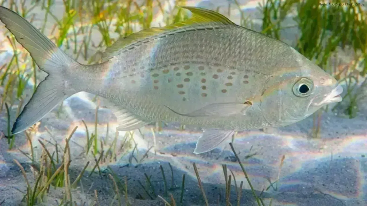 Abu Dhabi Enhances Fishing Regulations for 2026, Permits Badah Harvest