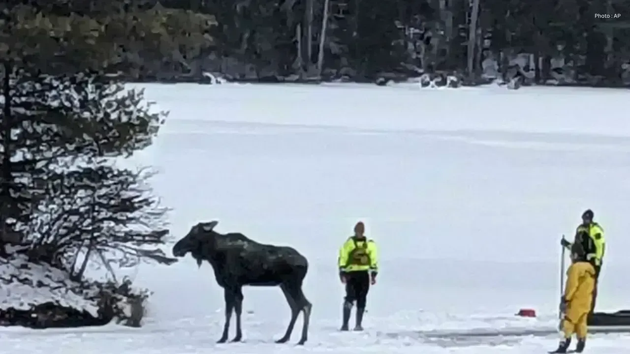Heroic Tow Truck Driver Rescues Moose from Icy Waters in Saskatchewan