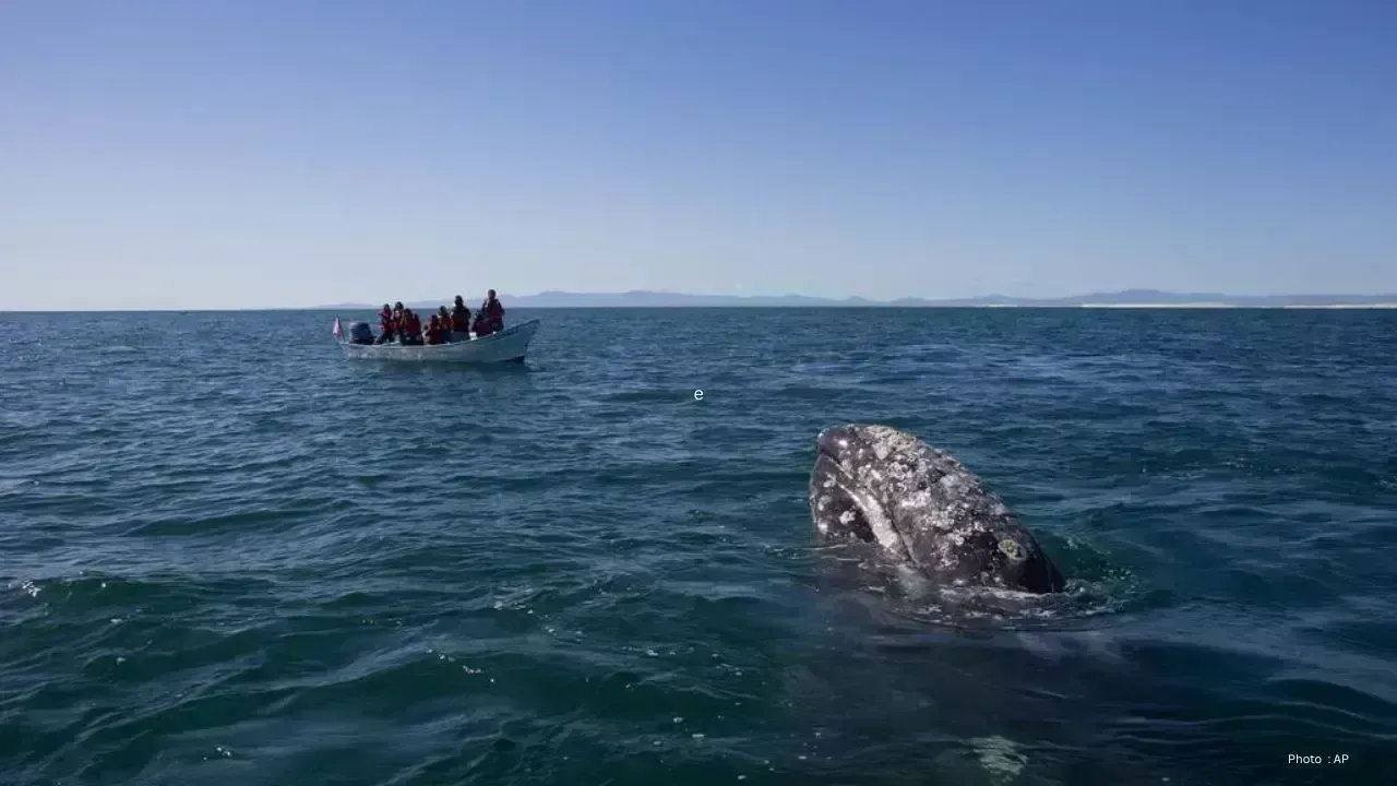 Shock as Jet Ski Collides with Grey Whale in Vancouver
