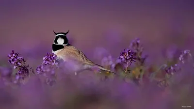Bird Migration Flourishes in Al-Jouf, Photographed by Nader Al-Shammari