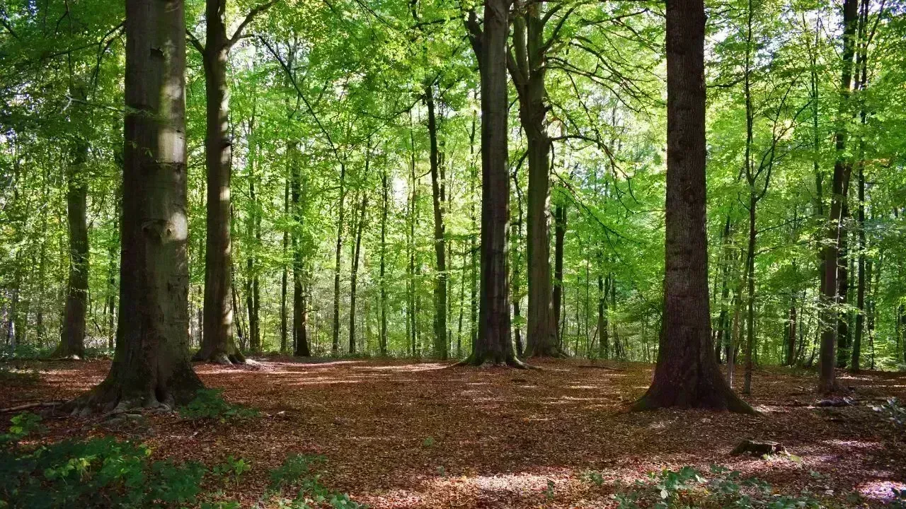 Vietnam Tightens Penalties for Forest Violations