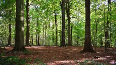 Vietnam Tightens Penalties for Forest Violations