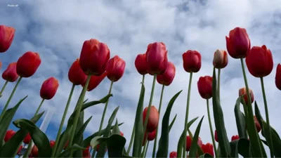 Climate Change Threatens Global Plant Species