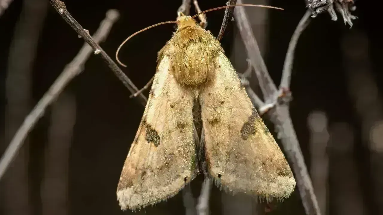 Invasive Moth Threatens Ladakh Farming Economy