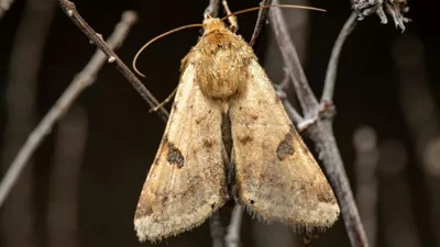 Invasive Moth Threatens Ladakh Farming Economy
