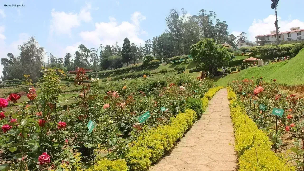 Udhagamandalam Rose Garden Draws Tourists