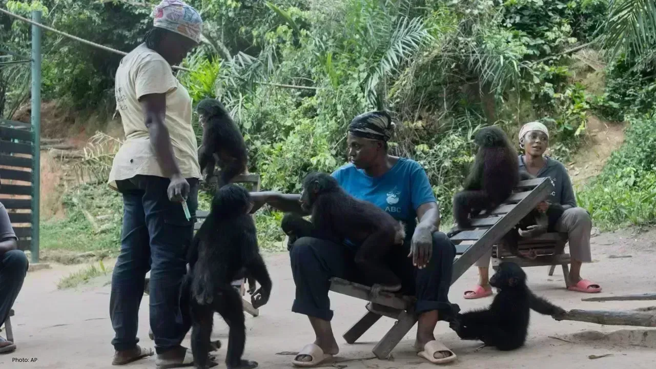 Congo Sanctuary Saves Endangered Baby Bonobos