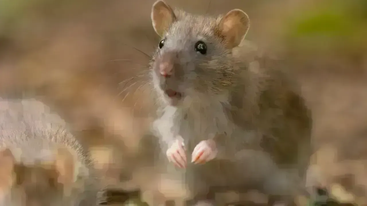 Spring Cleaning Alert: Hantavirus Risks Highlighted by Interior Health