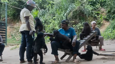 Congo Sanctuary Saves Endangered Baby Bonobos