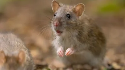Spring Cleaning Alert: Hantavirus Risks Highlighted by Interior Health