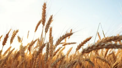 Asian Wheat Buyers Return Amid Supply Fears