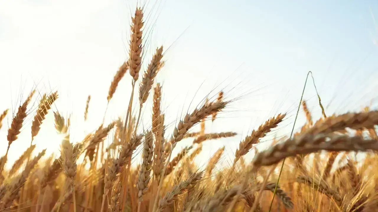 Asian Wheat Buyers Return Amid Supply Fears