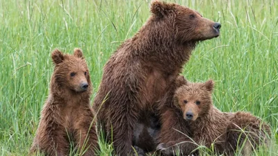 Rare Brown Bear Family Seen In Kinnaur