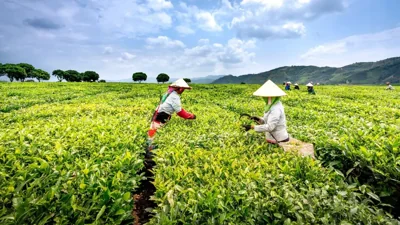 Vietnam Revises Cooperative Support Rules