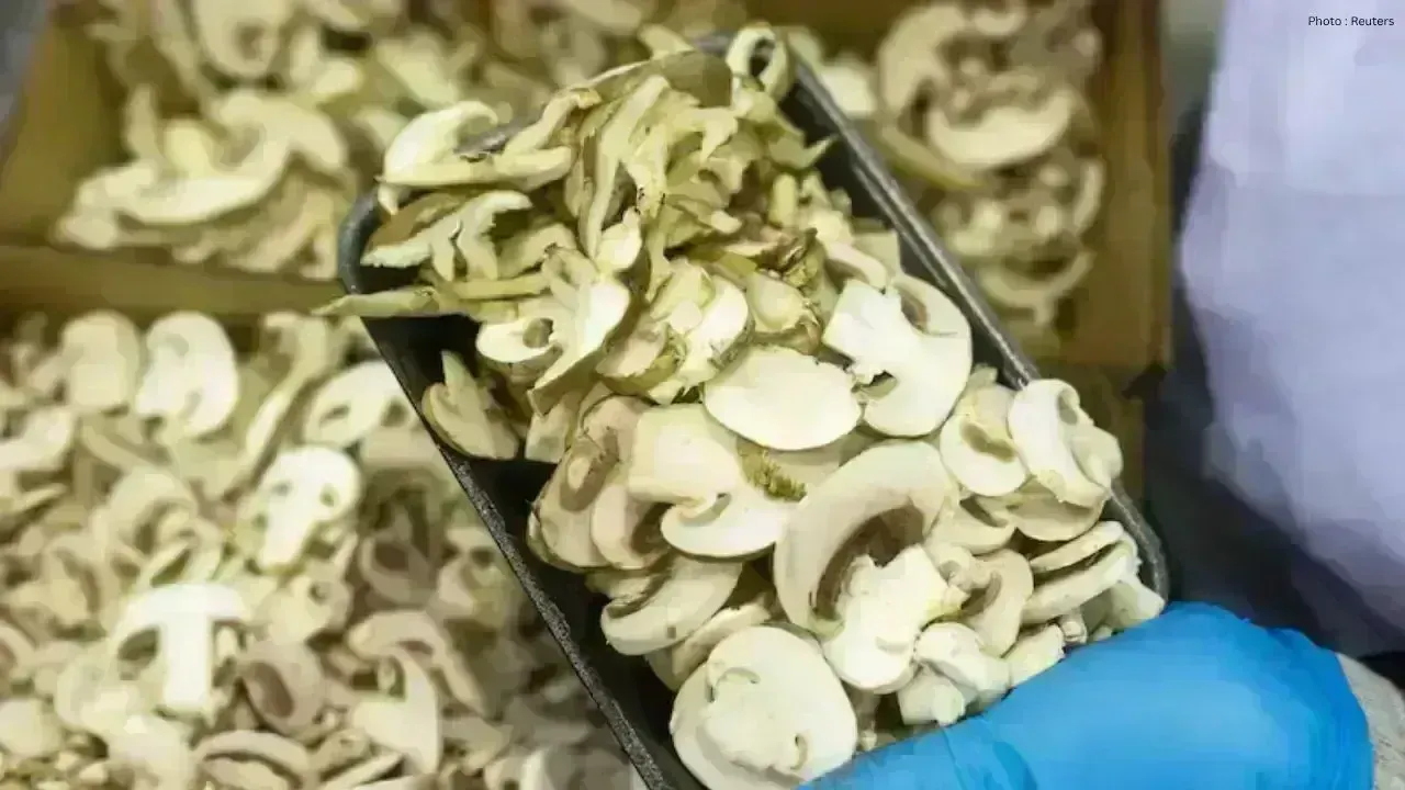 U.S. Introduces New Tariffs on Canadian Mushroom Imports