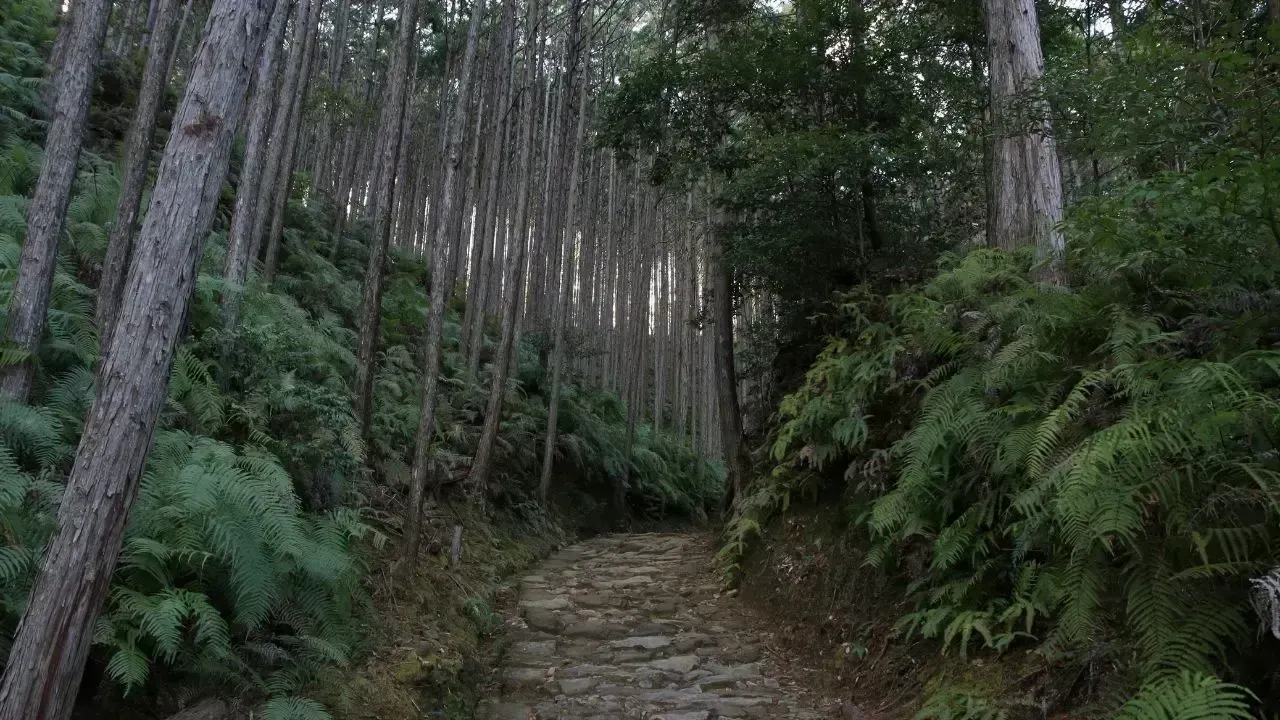 Japan’s 1950s Forest Policy Backfires