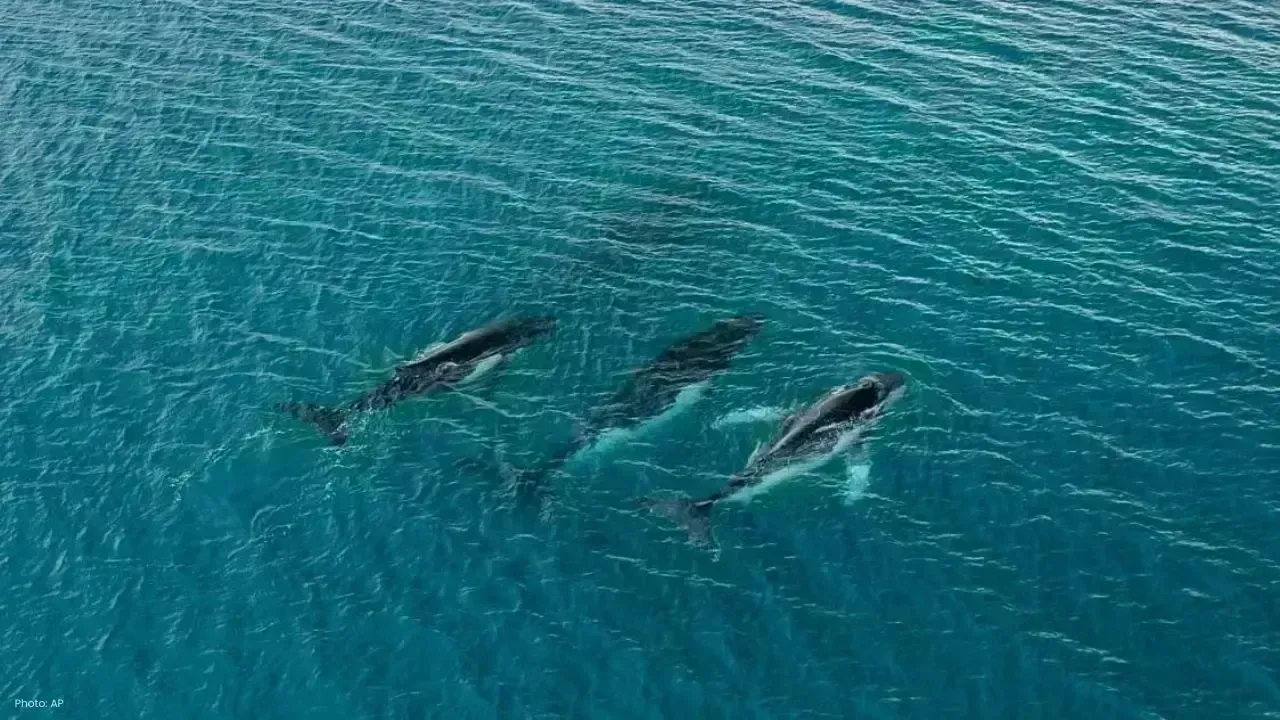 Humpback Whales Set New Migration Record with 15,000 KM Journey