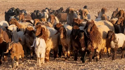 Saudi Arabia Poised for Hajj 1447 Sacrificial Animal Needs