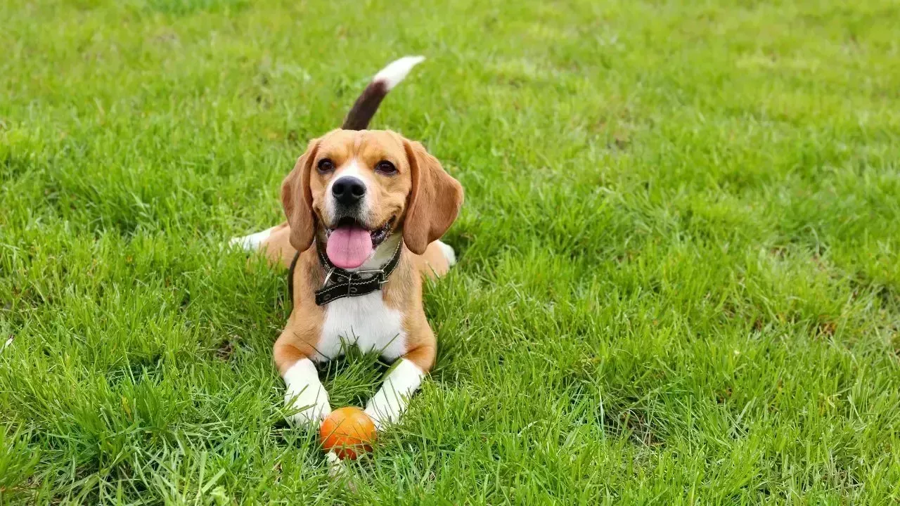AI Pet Translator Sparks Global Buzz