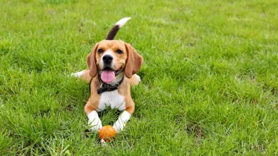 AI Pet Translator Sparks Global Buzz