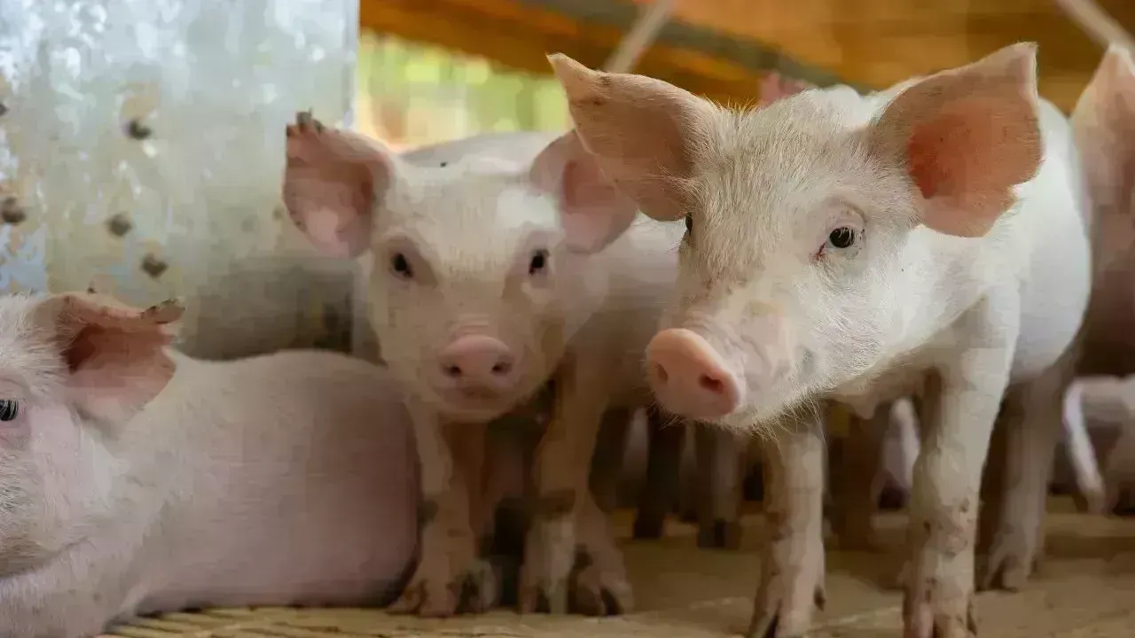 Selangor Pig Farm Shutdown Nears Completion