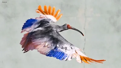 Japan Releases Rare Ibises Into the Wild Again
