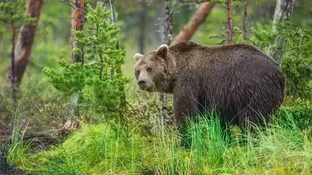 Bear Attack in Japan Injures Four People
