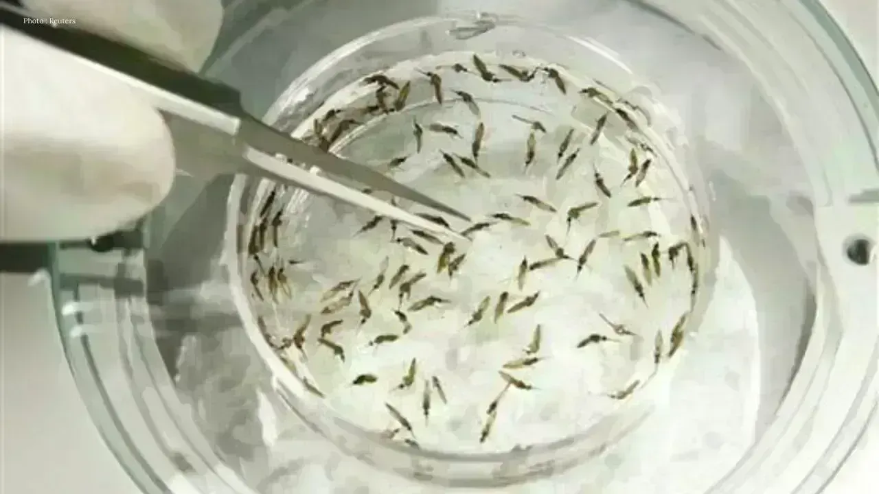 Google Aims to Release 32 Million Mosquitoes for Health Improvement