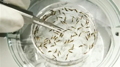 Google Aims to Release 32 Million Mosquitoes for Health Improvement