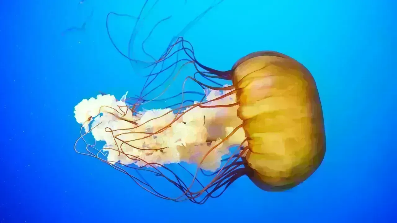 New Highly Venomous Box Jellyfish Found Near Sentosa