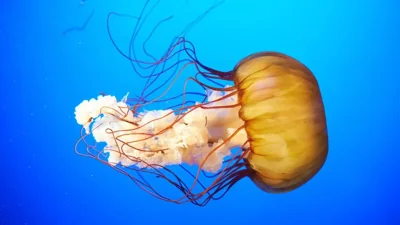 New Highly Venomous Box Jellyfish Found Near Sentosa