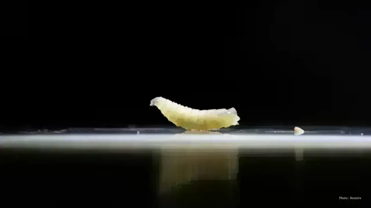 USDA Reports New World Screwworm in Texas Calf