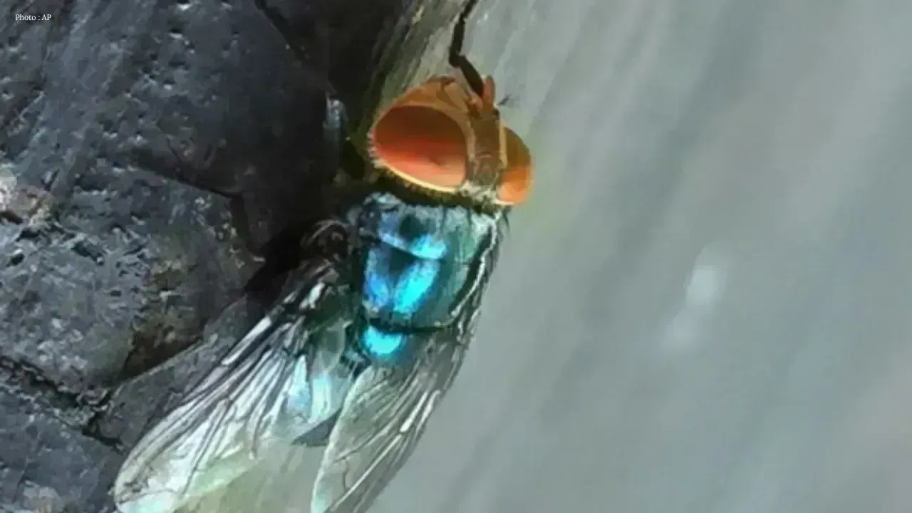 Screwworm Fly Identified in Texas, Raising Alarm Among Cattle Farmers
