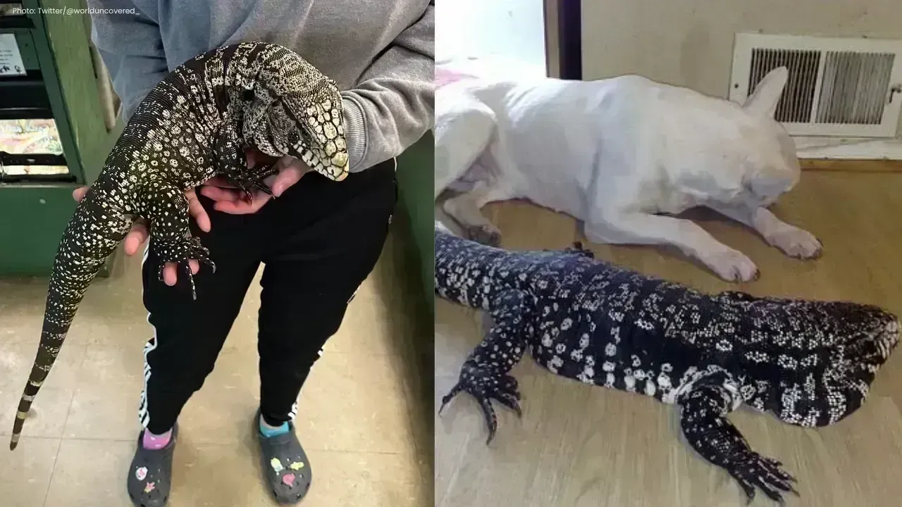 US Wildlife Agencies Call for Action Against Invasive Tegu Lizards