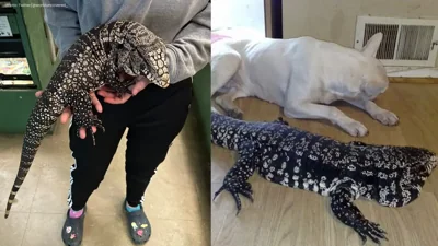 US Wildlife Agencies Call for Action Against Invasive Tegu Lizards