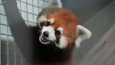Taipei Zoo Welcomes Rare Red Panda Pair from China