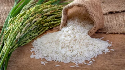 Dashoguz Rice Farmers Target Strong Harvest in 2026